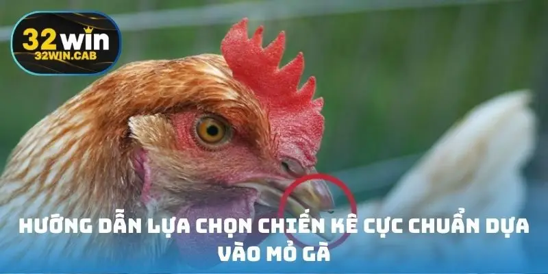 Hướng dẫn lựa chọn chiến kê cực chuẩn dựa vào mỏ gà