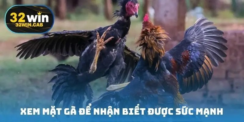 Xem mặt gà để nhận biết được sức mạnh