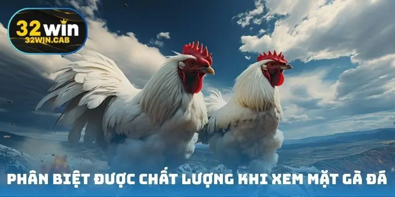 Phân biệt được chất lượng khi xem mặt gà đá