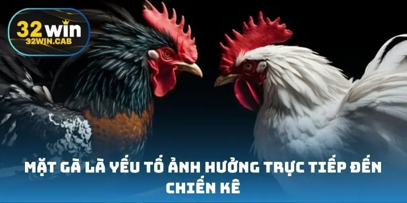 Mặt gà là yếu tố ảnh hưởng trực tiếp đến chiến kê