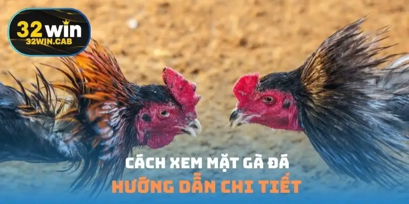 Cách xem mặt gà đá