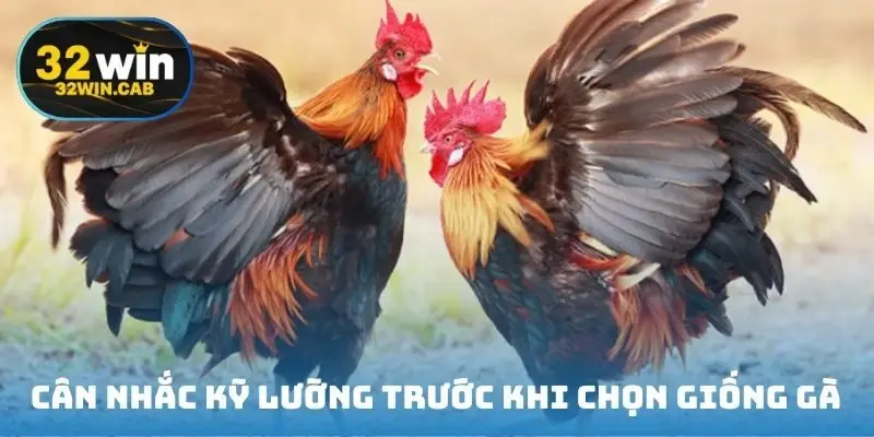 Cân nhắc kỹ lưỡng trước khi chọn giống gà
