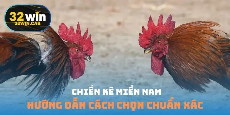 Chiến kê miền nam