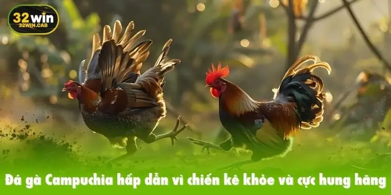 Đá gà Campuchia hấp dẫn vì chiến kê khỏe và cực hung hăng