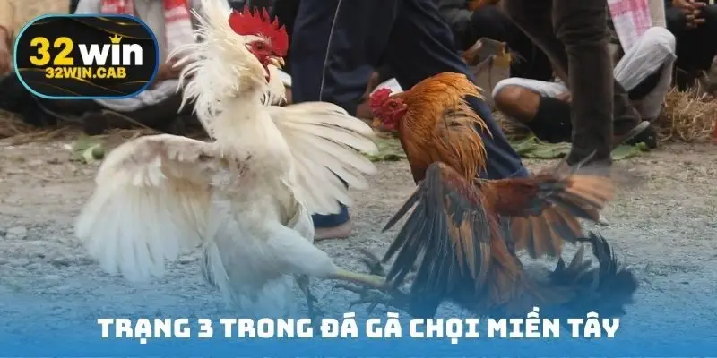 Trạng 3 trong đá gà chọi miền Tây