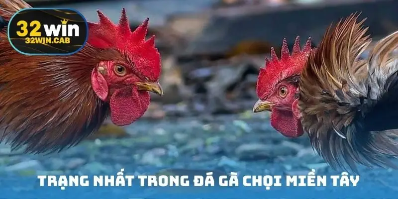 Trạng nhất trong đá gà chọi miền Tây