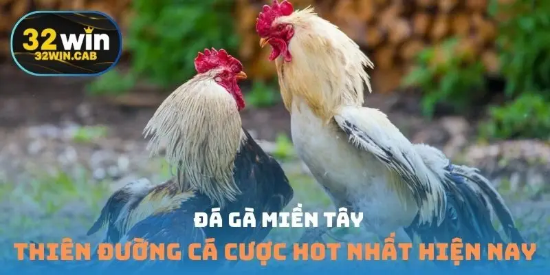 Đá gà miền tây