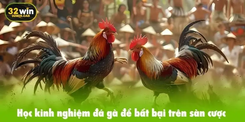 Đa dạng kiểu chọi kê thu hút hội viên xuống tiền cược
