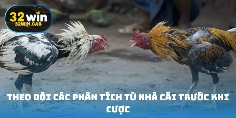 Theo dõi các phân tích từ nhà cái trước khi cược