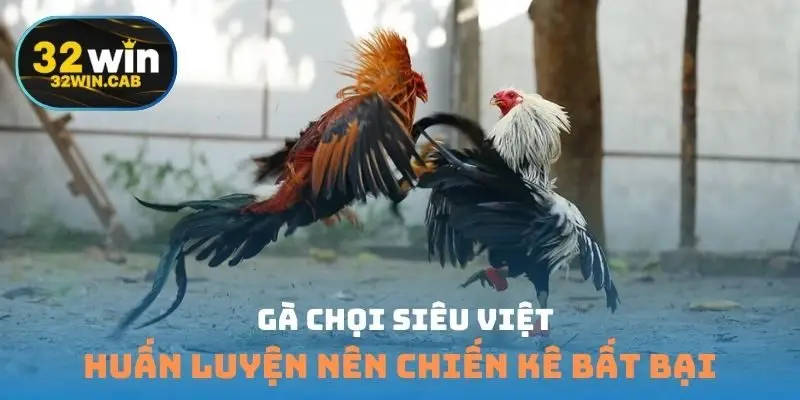 Gà chọi siêu việt