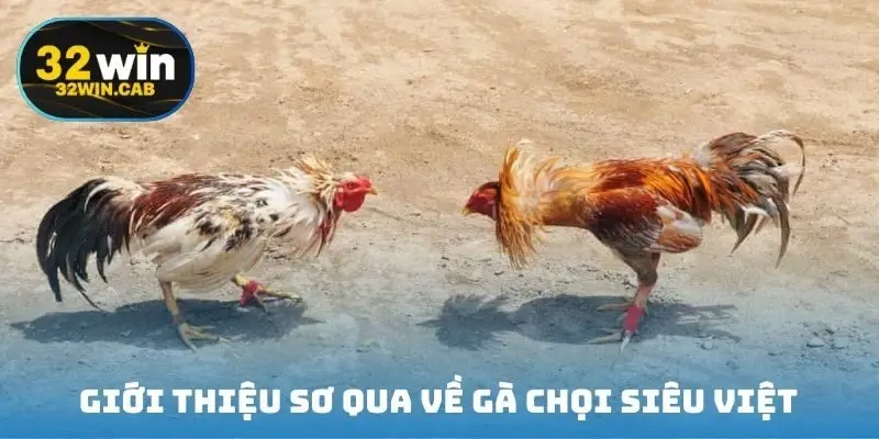 Giới thiệu sơ qua về gà chọi siêu việt