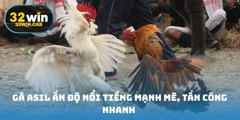 Gà Asil Ấn Độ nổi tiếng mạnh mẽ, tấn công nhanh như chớp