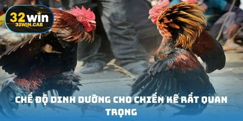 Chế độ dinh dưỡng cho chiến kê rất quan trọng