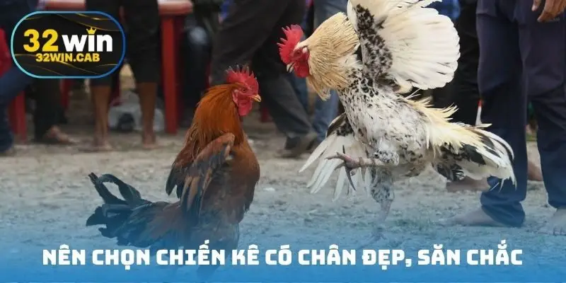 Nên chọn chiến kê có chân đẹp, săn chắc