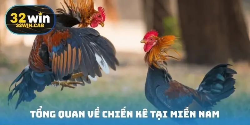 Tổng quan về chiến kê miền Nam