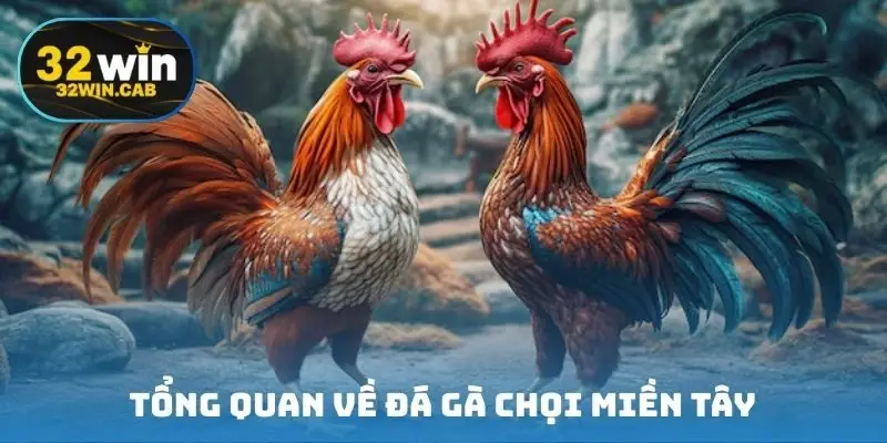 Tổng quan về đá gà chọi miền Tây